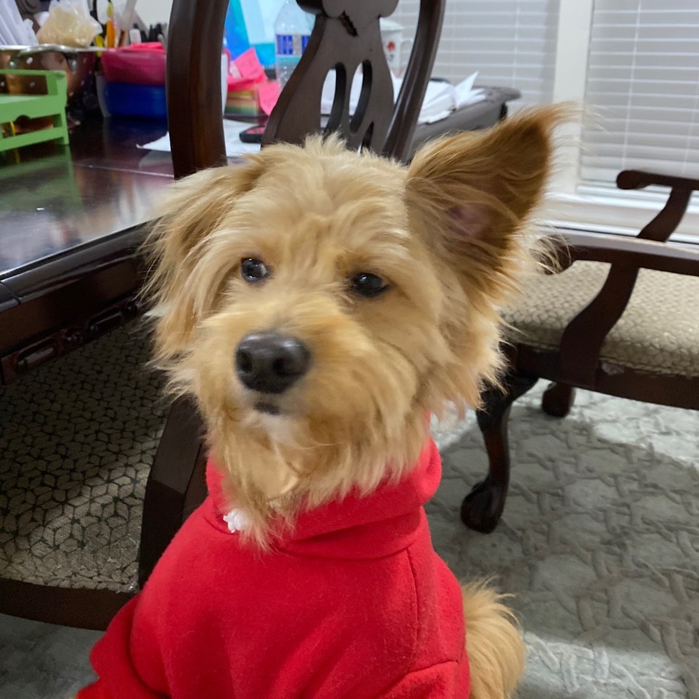 Meet your Posher, Suki